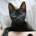 華奢でかわいい黒猫☆サファイアちゃん