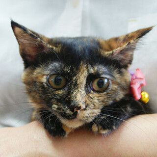 小柄でチャーミングな自由女子☆スカーレットちゃん