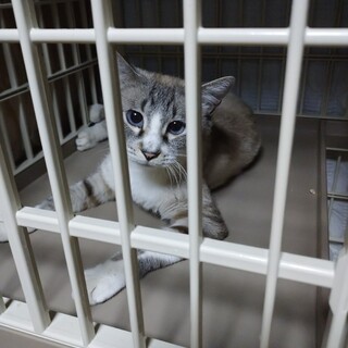 人馴れ訓練中!シャムmixのラムネちゃん