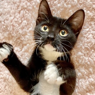 愛らしさいっぱいのビビリな男子♡ぴのくん♡