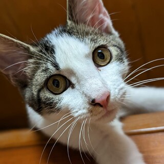 元気いっぱいテン君です☆一時募集を停止します