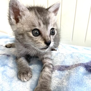 里親さま決まりました☆