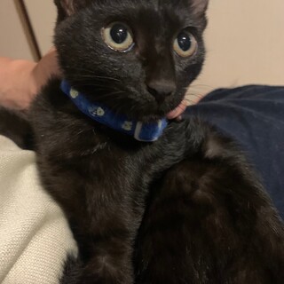 可愛い黒猫のクロちゃん、里親さん募集（代理投稿）