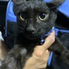 可愛い黒猫のクロちゃん、里親さん募集（代理投稿） サムネイル2