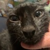 可愛い黒猫のクロちゃん、里親さん募集（代理投稿） サムネイル3