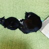 可愛い黒猫のクロちゃん、里親さん募集（代理投稿） サムネイル4