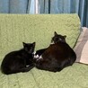 可愛い黒猫のクロちゃん、里親さん募集（代理投稿） サムネイル5