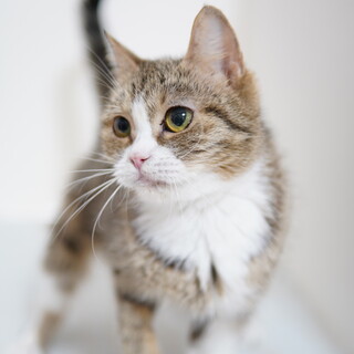 足長マンチカン★マイペースな子です♪