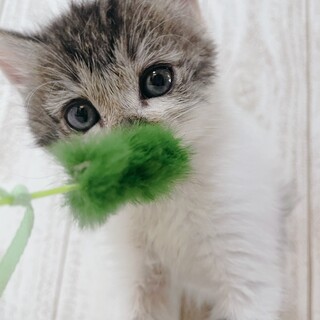 家族が出来ました！やきそばくん♡