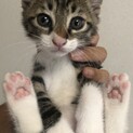 キジトラやんちゃ靴下猫♡