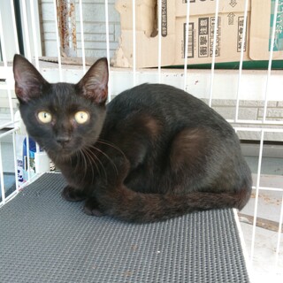 シッポの長い黒ネコさん！臆病だけど、好奇心旺盛！