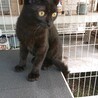 シッポの長い黒ネコさん！臆病だけど、好奇心旺盛！ サムネイル2