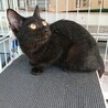 シッポの長い黒ネコさん！臆病だけど、好奇心旺盛！ サムネイル3