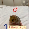 ゴールデンハムスター♂♀決定。♂1匹里親募集中！