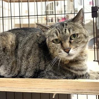 新しい飼い主さん募集！！のんびり娘のハルちゃん