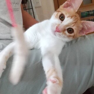 無邪気な甘えん坊　エドくん