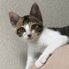 大人しい三毛猫　トロちゃん サムネイル4