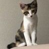 大人しい三毛猫　トロちゃん サムネイル5