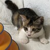 大人しい三毛猫　トロちゃん サムネイル3
