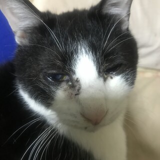 可愛い！白黒ハチワレセフィロス