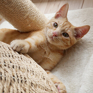 交渉中/人が大好き！スリゴロな茶トラの男の子