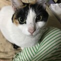 美人！三毛猫クロエ