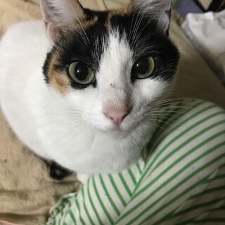 美人！三毛猫クロエ