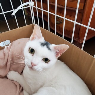 11/5譲渡決定　有り難うございます。