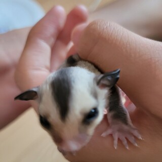 フクロモモンガ(男の子)8月生まれ