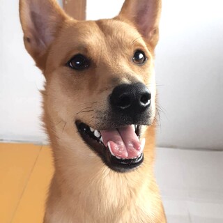 保護犬♂怖がり豆くん‼ずっとのおうち探してます