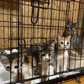 アメショとマンチカンのハーフ4兄弟