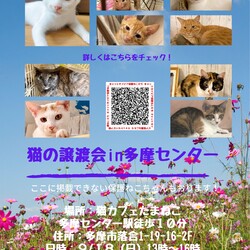 猫の譲渡会in多摩センター