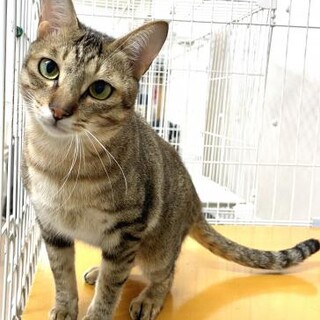 新しい飼い主さん募集！！遊ぶの大好きアトちゃん