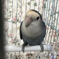 コザクラインコ里親募集