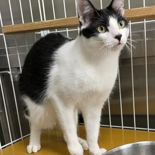 チャッピーと兄弟・おっとり優しいグッピーちゃん