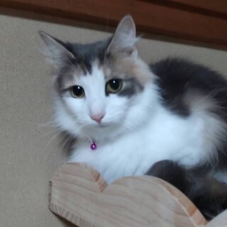 撫でられるのが好きな♀かすみちゃん２歳