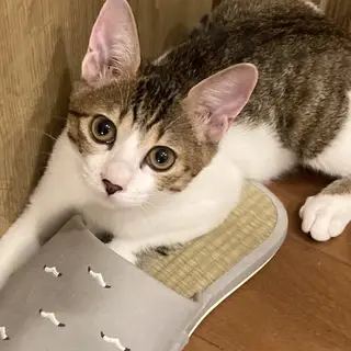 8/28 譲渡会　美猫4姉妹のきらら3ヶ月半