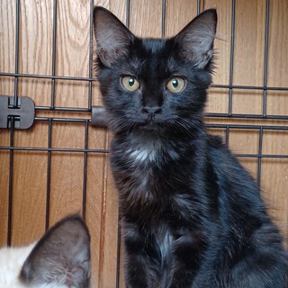 ふわふわ黒猫女子４ヶ月サスナージュちゃん