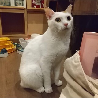 スティック一家【ぷりっつ】