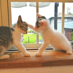in瀬戸市☆子猫祭り!!☆保護猫の臨時譲渡会2022年8月27日（土）～ 「ちーむ にゃいんず」