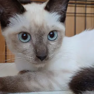 8/28譲渡会　イケメンペコリーノくん４ヶ月