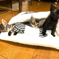 in豊明市☆子猫祭り!!☆保護猫の臨時譲渡会2022年8月27日（土）～ 「ちーむ にゃいんず」