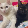 Syamiyしゃみい