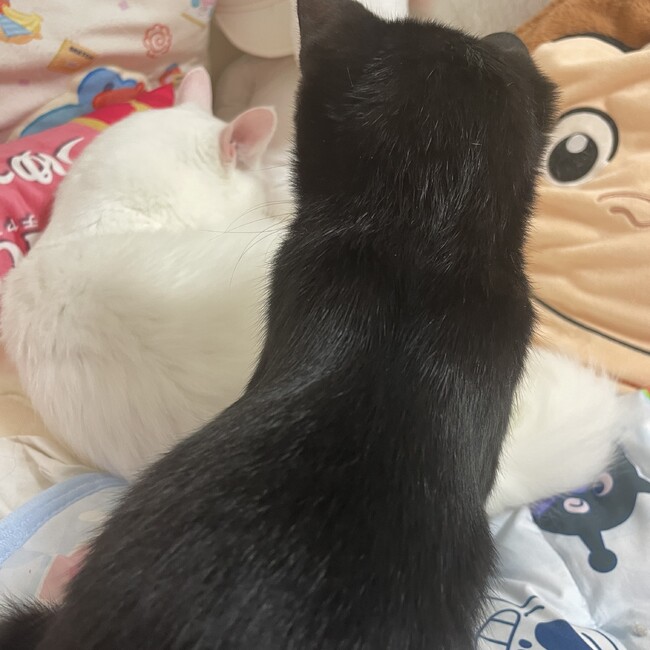 Syamiyしゃみいのカバー写真