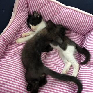 甘えんぼおだやかきょうだい