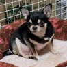 チワワのキラリちゃん♀４才 サムネイル1