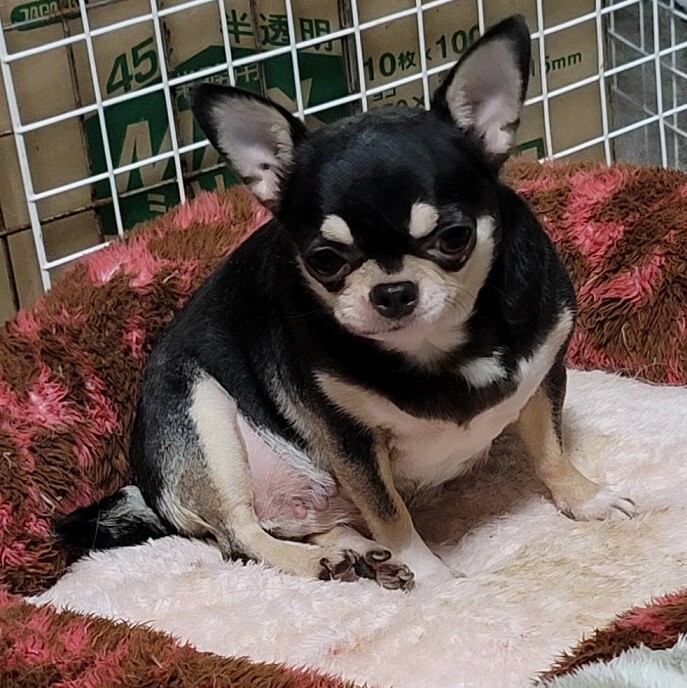 チワワのキラリちゃん♀４才 サムネイル2