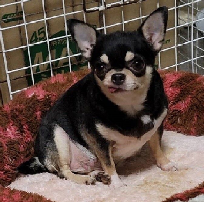 チワワのキラリちゃん♀４才 サムネイル3