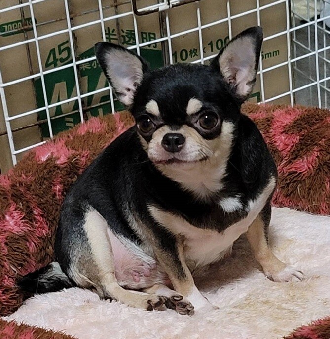 チワワのキラリちゃん♀４才 サムネイル4