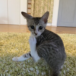 サバトラ白の3ヶ月の男の子